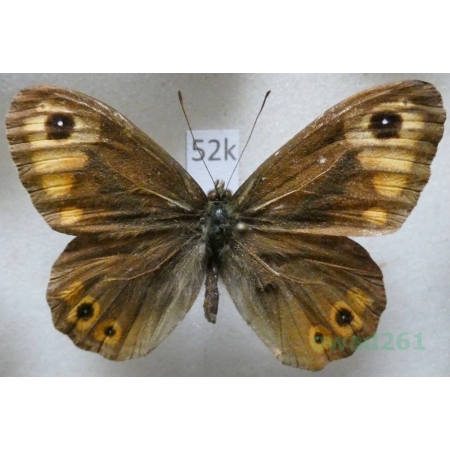 Lasiommata petropolitana jachontovi (Sheljuzhko, 1937) Azerbejdzan52k